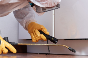 Messie Schädlingsbekämpfung Bremerhaven